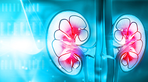 An inside view of human kidneys in red color, in front of a blue background.