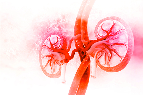Red colored human kidneys in front of a white background