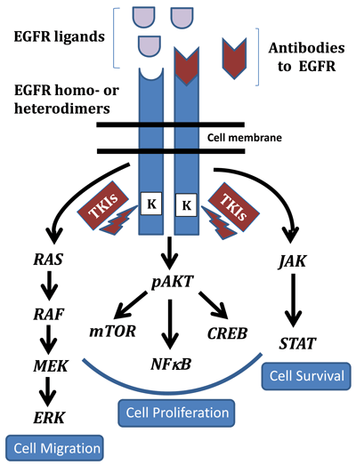 Figure 1: EGFR Signaling Pathway
