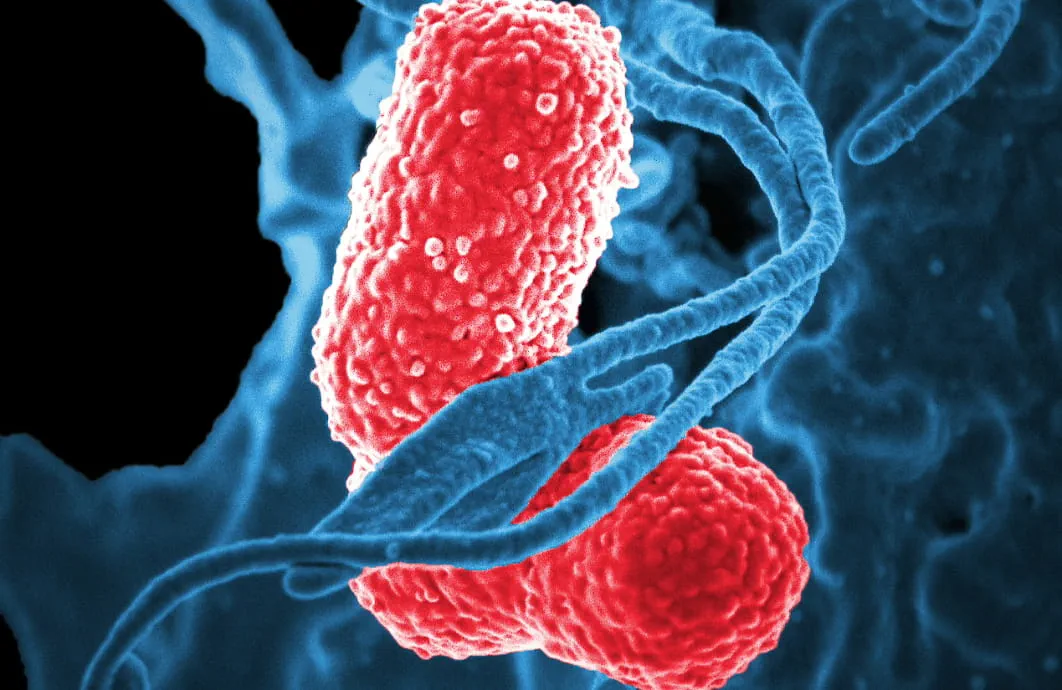 A digitally colorized scanning electron microscopic image of a blue-colored white blood cell, interacting with two pink-colored multidrug-resistant Klebsiella pneumoniae bacteria.