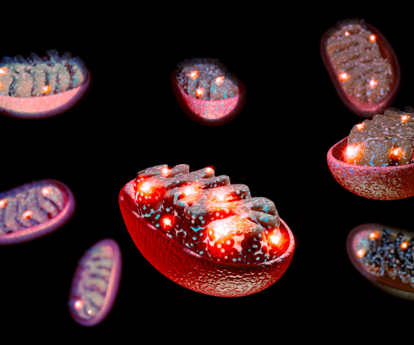 A 3D rendering of mitochondria, an organelle found in cells.