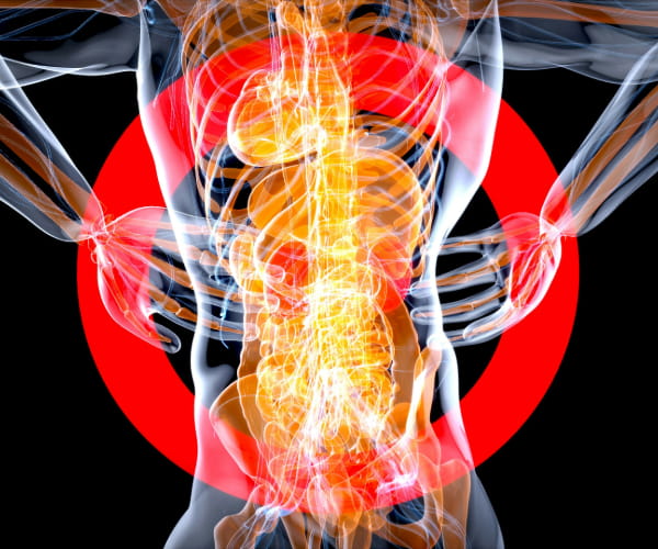 A digital rendering of the human skeleton with the kidneys in red.