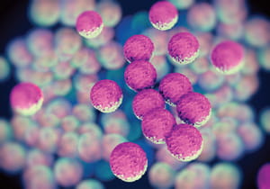 MRSA bacteria
