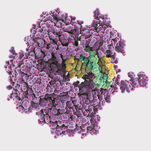 molecular typing